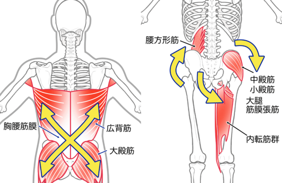 痛みの原因は“そこ”じゃない？筋肉連鎖から見る、体のつながり|加古川の整体院まえだ治療院
